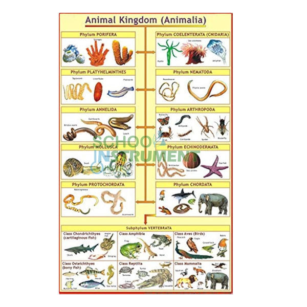 Animal Charts, Zoology